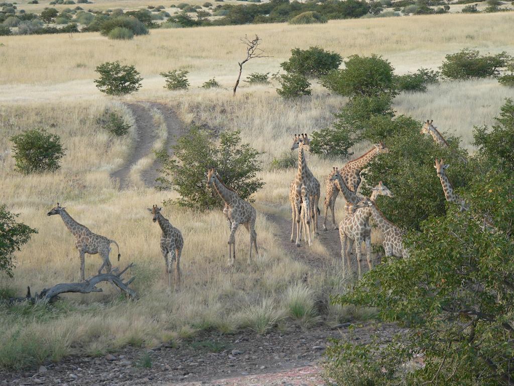 Etendeka Mountain Camp Damaraland Kültér fotó